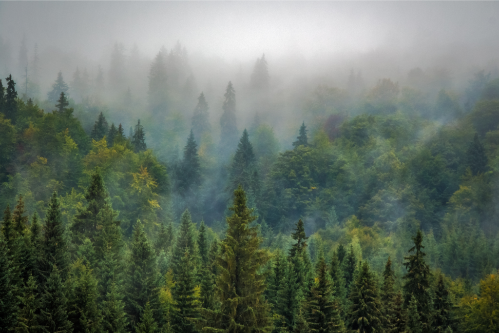 Forêt dense de feuillus persistants sur une colline enveloppée de brouillard et de brume basse