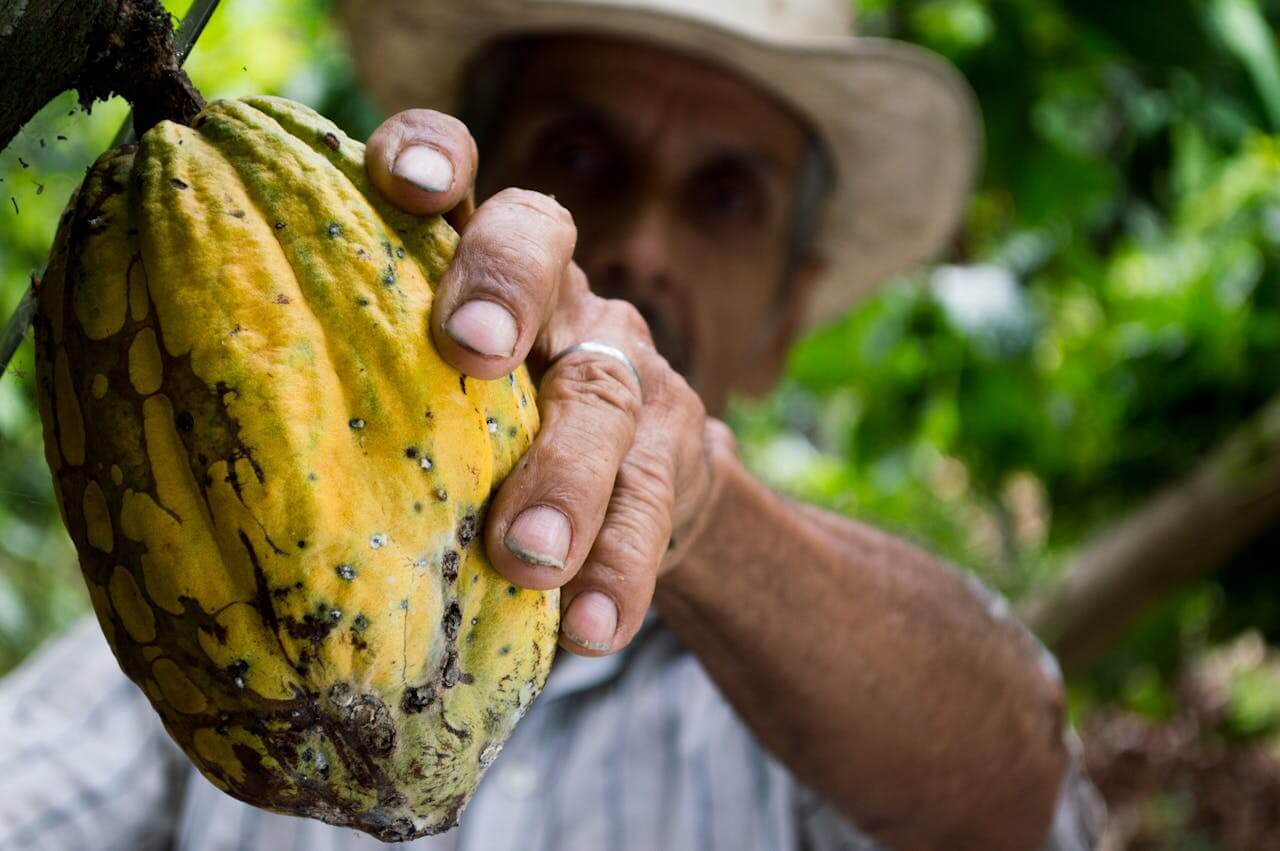 cacao harvest