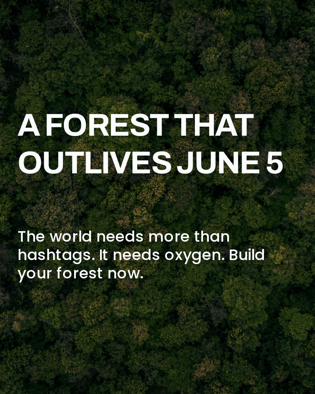 Aerial view of a mature forest illustrating long term business sustainability actions beyond World Environment Day